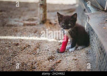 Kätzchen mit verletztem Bein in rotem Gipsabguss. Konzept der Tiergesundheit Stockfoto