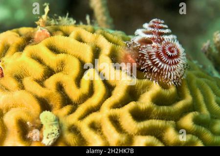 Cristhmas Tree Warm, Korallenriff, Karibisches Meer, Playa Giron, Kuba, Amerika Stockfoto