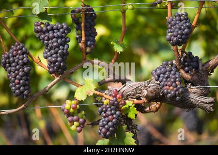 Schweiz, Waadt, Terrasses de Lavaux, Weinberg, Trauben, Stockfoto