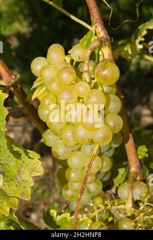 Schweiz, Waadt, Terrasses de Lavaux, Weinberg, Trauben, Stockfoto