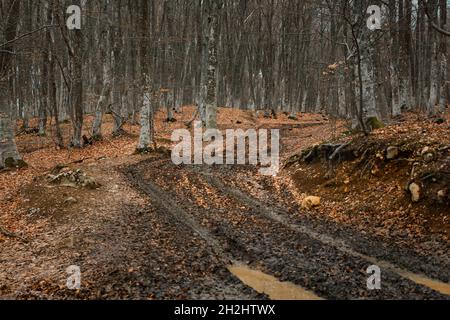 Herbst Wald Straße Schlamm. Eine neblige, trübe, trostlos Landschaft mit einer unbefestigten Straße nach dem Regen. Buchenwald mit heruntergefallener brauner Vegetation. Das Konzept der späten A Stockfoto