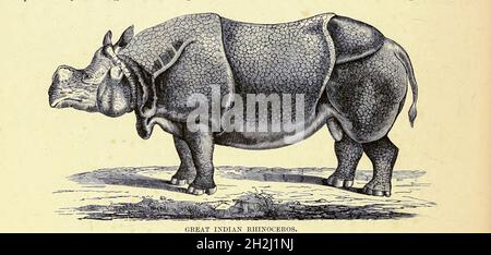 Great Indian Rhinoceros (Rhinoceros unicornis) aus dem Buch ' Royal Natural History ' Band 2 herausgegeben von Richard Lydekker, Veröffentlicht in London von Frederick Warne & Co im Jahr 1893-1894 Stockfoto