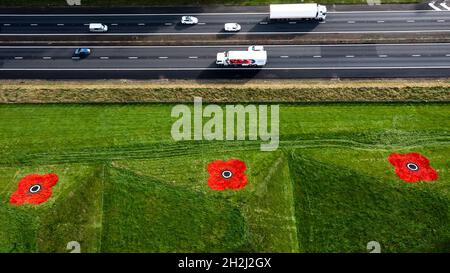 Livingston, Schottland, Großbritannien. Oktober 2021. IM BILD: Luftaufnahmen von riesigen roten Mohnblumen, die auf die Graspyramiden gemalt sind, die an der Autobahn M8 in der Nähe von Livingston und Bathgate Grenzen. Die riesigen Kunstwerke erscheinen jedes Jahr anlässlich der nationalen Einführung des Poppy Scotland-Appells von 2021, der den Beginn der Erinnerungszeit markiert. Die Kunstwerke wurden von den Groundsmen von Murrayfield und Linemark UK Ltd. Gemalt.Quelle: Colin Fisher/Alamy Live News Stockfoto