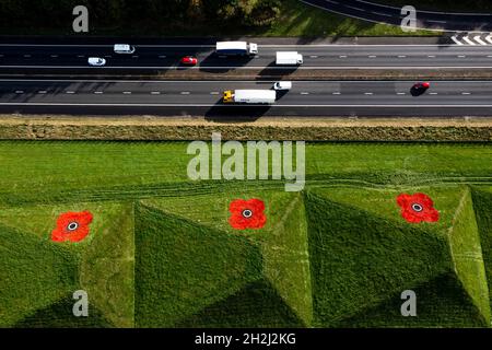 Livingston, Schottland, Großbritannien. Oktober 2021. IM BILD: Luftaufnahmen von riesigen roten Mohnblumen, die auf die Graspyramiden gemalt sind, die an der Autobahn M8 in der Nähe von Livingston und Bathgate Grenzen. Die riesigen Kunstwerke erscheinen jedes Jahr anlässlich der nationalen Einführung des Poppy Scotland-Appells von 2021, der den Beginn der Erinnerungszeit markiert. Die Kunstwerke wurden von den Groundsmen von Murrayfield und Linemark UK Ltd. Gemalt.Quelle: Colin Fisher/Alamy Live News Stockfoto