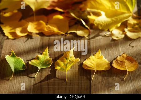 Herbstbirken in verschiedenen Farben auf einem Holztisch mit Sonnenlicht Stockfoto