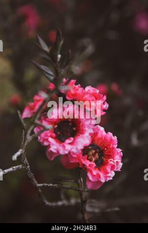 Nahaufnahme der rosa Blüten des manuka-Teebaums Stockfoto