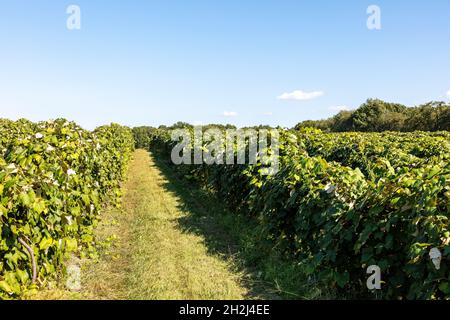 Concord Trauben, reif, Weinberg, SW Michigan, USA, Von James D. Coppinger/Dembinsky Photo Assoc Stockfoto