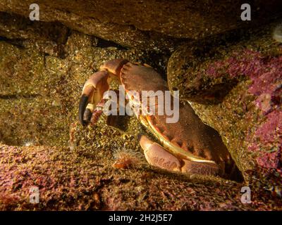 Nahaufnahme eines Krebs-Pagurus, auch als essbare Krabbe oder braune Krabbe bekannt. Bild von den Wetterinseln, Schweden Stockfoto