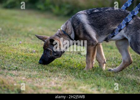 Ein vier Monate alter Schäferhund-Welpe im Tracking-Training. Grünes Gras im Hintergrund Stockfoto