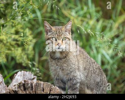 Schottische Wildkatze auf einem Log Stockfoto