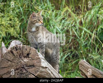 Schottische Wildkatze auf einem Log Stockfoto