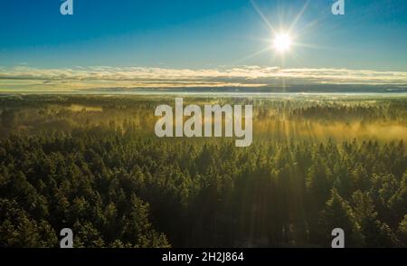 Dichter Nebel über einem weiten Wald, während die Sonne hell scheint und die Bäume wärmt, schöner Moment der Natur. Stockfoto