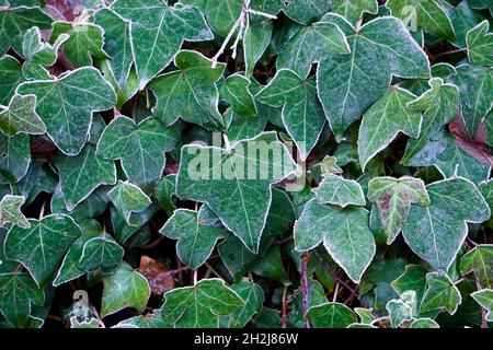 Outdoor Green Climbing Efeu, Pflanzenwand, Hedera Helix Stockfoto