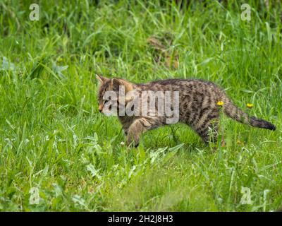 Schottisches Wildkatzen-Kätzchen im Gras Stockfoto