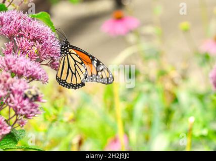 Seitenansicht eines Monarchen-Schmetterlings (Danaus plexippus), der sich von den rosa Blüten von Joe-Pye Weed (Eupatorium pureum) ernährt. Speicherplatz kopieren. Stockfoto