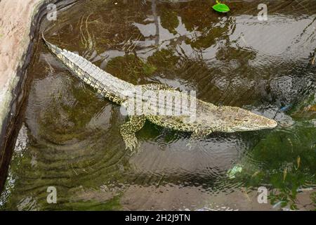 Kubanisches Krokodil Crocodylus rhombifer im Paignton Zoo, Devon, England, Vereinigtes Königreich. Stockfoto