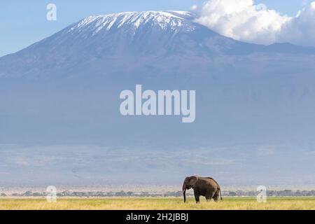 Der afrikanische Elefant, Loxodonta africana, wandert durch das Grasland des Amboseli National Park, Kenia. Ein schneebedeckter Mount Kilimajaro kann in der gesehen werden Stockfoto