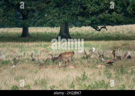 Schöne Damhirsche in der englischen Landschaft Stockfoto