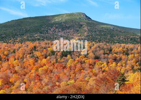 Herbstlaub in der Nähe des Wildcat Mountain in der Nähe von Jackson, New Hampshire, USA Stockfoto