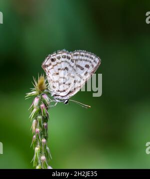 Castalius rosimon, der gewöhnliche Pierrot, ist ein kleiner Schmetterling, der in Indien gefunden wird und zu den Lycaeniden oder Blauen gehört. Stockfoto