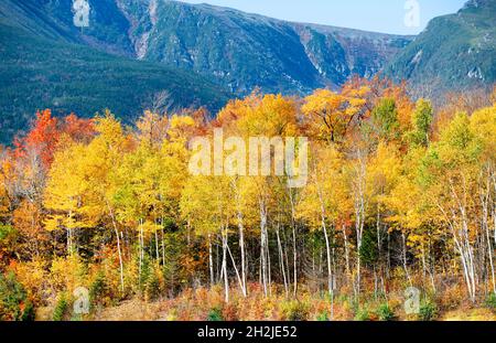 Herbstlaub in der Nähe des Wildcat Mountain in der Nähe von Jackson, New Hampshire, USA Stockfoto