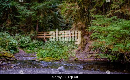 Üppiger Wald umgibt eine Holzbrücke, die Wanderer zu den Marymere Falls im Olympic National Park Washington führt Stockfoto