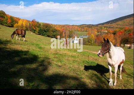 Pferde grasen auf einer Farm in Jackson, New Hampshire, USA Stockfoto