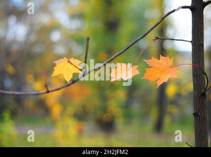 Herbstblätter mit weichem Fokus auf Ahornblättern und natürlichem gelbem Hintergrund mit Bokeh Outdoor. Stockfoto
