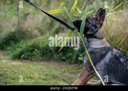 Ein verspielter, vier Monate alter Schäferhund. Grünes Gras im Hintergrund Stockfoto