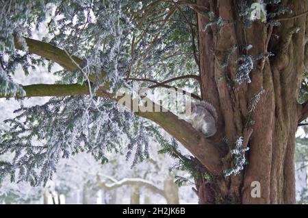 Ein Eichhörnchen nimmt Schutz vor dem Schnee in der Gabel eines Baumes, der in Grove House Gardens, Dunstable, Bedfordshire, Großbritannien, aufgenommen wurde Stockfoto