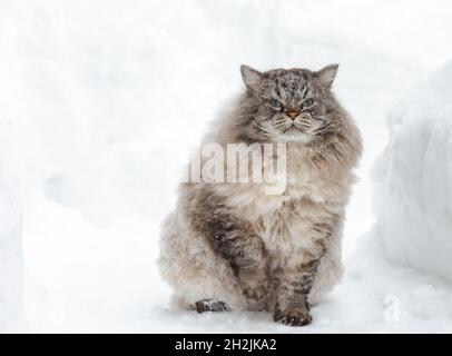 Bedeckt mit Schneeflocken Neva Masquerade Sibirische Hauskatze im Winter im Schnee sitzen Stockfoto