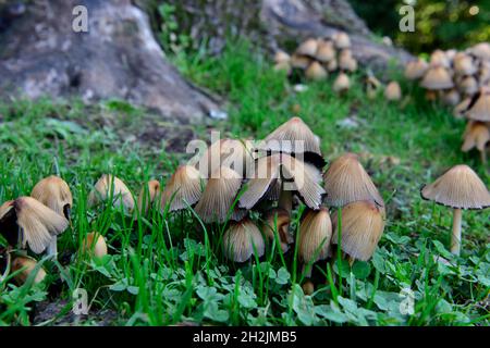 Haufen von gewöhnlichen Inkcap-Pilzen (Coprinopsis atramentaria) um einen verfaulenden Laubbaumstumpf Stockfoto