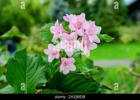 Viele hellrosa Blüten von Weigela florida Pflanze mit Blumen in voller Blüte in einem Garten in einem sonnigen Frühlingstag, schöne Outdoor-Blumen Hintergrund pho Stockfoto