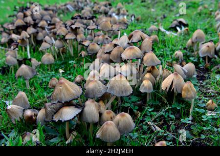 Haufen von gewöhnlichen Inkcap-Pilzen (Coprinopsis atramentaria) um einen verfaulenden Laubbaumstumpf Stockfoto