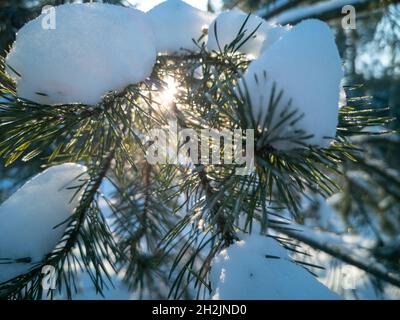 Die helle Sonne scheint durch die grünen Nadeln von Kiefernästen mit Schnee bedeckt nach einem Schneefall an einem klaren frostigen Wintertag. Natürlicher Winter sonnig Stockfoto