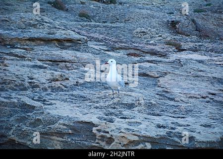 Einsame Möwe auf den Felsen, außerhalb des Fokus Hintergrund Stockfoto