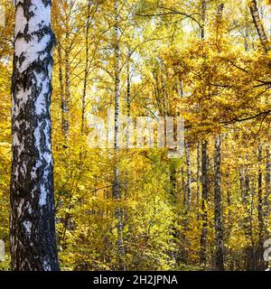 Üppiges Laub aus Eichen- und Birkenhain, das am sonnigen Herbsttag im Herbstwald des Stadtparks von der Sonne erleuchtet wird Stockfoto