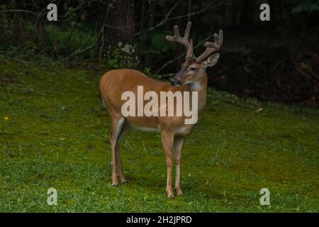 Reh-Reh, der ruhig im Hof steht und in der Abenddämmerung mit samtigen Geweihen und den Wäldern im Hintergrund posiert Stockfoto