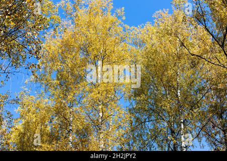 Bodenansicht von vergilbter Birkenkrone und dunkelblauem Himmel auf dem Hintergrund im Wald auf dem Stadtpark am sonnigen Herbsttag Stockfoto