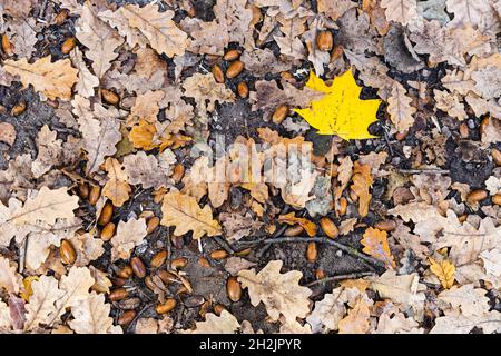 Draufsicht auf einzelne gefallene gelbe Ahornblätter zwischen getrockneten braunen Eichenblättern und Eicheln auf der Wiese im Wald des Stadtparks am Herbsttag Stockfoto