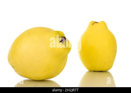 Zwei leuchtend gelbe Bio-Quitten, Nahaufnahme, isoliert auf Weiß. Stockfoto