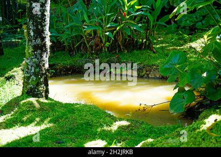 Kleiner Wasserfall mit Kaskaden in Fournas auf den azoren Stockfoto