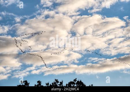 Am späten Nachmittag fliegen Skeins von pinkfarbenen Gänsen, Anser brachyrhynchus, über die Norfolk-Küste. Stockfoto