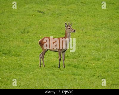 Junghirsch Rothirsch (Cervus elaphus) mit kleinem, aus Samt geweihter Junghirsch steht auf der Wiese Leighton Moss RSPB Nature Reserve, Lancashire, England, UK Stockfoto