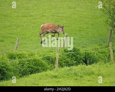 Junghirsch Rothirsch (Cervus elaphus) mit kleinen, im ersten Jahr in Samt stehenden Geweihen springen im Leighton Moss RSPB Nature Reserve, Lancashire, England, UK Stockfoto
