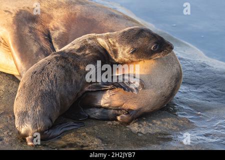 Ein kalifornischer Seelöwenpup ruht auf ihrer Mutter entlang der felsigen Küste von Goldfish Point in La Jolla Cove 15. Juni 2021 in La Jolla, Kalifornien. Stockfoto