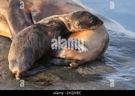 Ein kalifornischer Seelöwenpup ruht auf ihrer Mutter entlang der felsigen Küste von Goldfish Point in La Jolla Cove 15. Juni 2021 in La Jolla, Kalifornien. Stockfoto