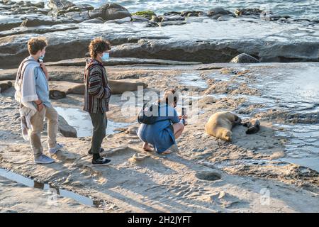 Ein Tourist macht ein Foto von einem kalifornischen Seelöwen und Welpen auf den Felsen am Goldfish Point in La Jolla Cove 15. Juni 2021 in La Jolla, Kalifornien. Der kalifornische Seelöwe wird durch den Marine Mammal Protection Act geschützt, aber Touristen ignorieren die Regeln routinemäßig. Stockfoto