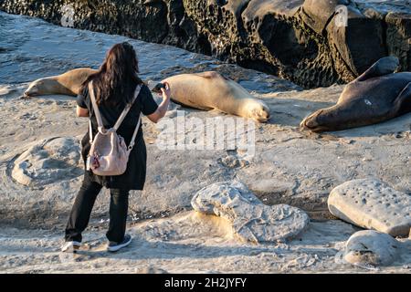 Ein Tourist macht ein Foto von California Sea Lio auf den Felsen am Goldfish Point in La Jolla Cove 15. Juni 2021 in La Jolla, Kalifornien. Der kalifornische Seelöwe wird durch den Marine Mammal Protection Act geschützt, aber Touristen ignorieren die Regeln routinemäßig. Stockfoto