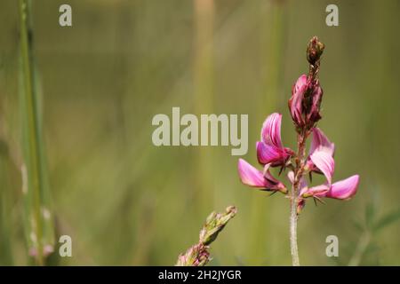 Rote Mohnblumen und Gänseblümchen während der Sommerblüte von Castelluccio di Norcia in der italienischen Landschaft Stockfoto